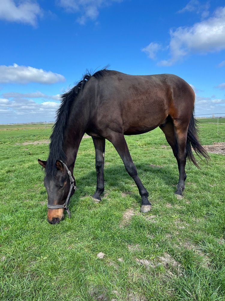 Zeer brave 2 jarige ruin te koop!