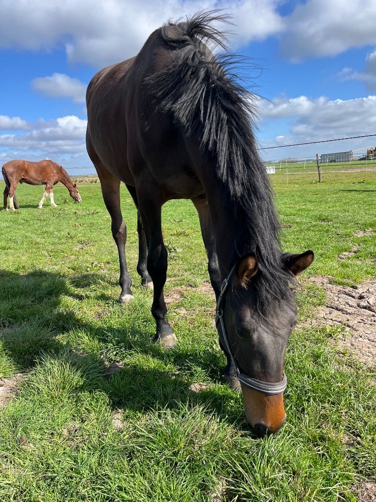 KWPN dressuurpaard Ruin 2 jaar Bruin te koop - Foto 2