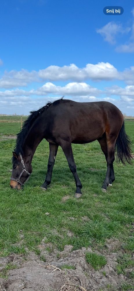 KWPN dressuurpaard Ruin 2 jaar Bruin te koop - Foto 3