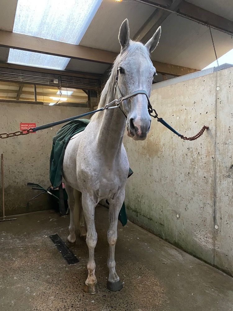 KWPN allrounder Ruin 15 jaar Schimmel te koop - Foto 3