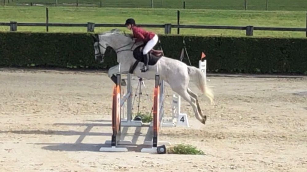 KWPN allrounder Ruin 15 jaar Schimmel te koop - Foto 2