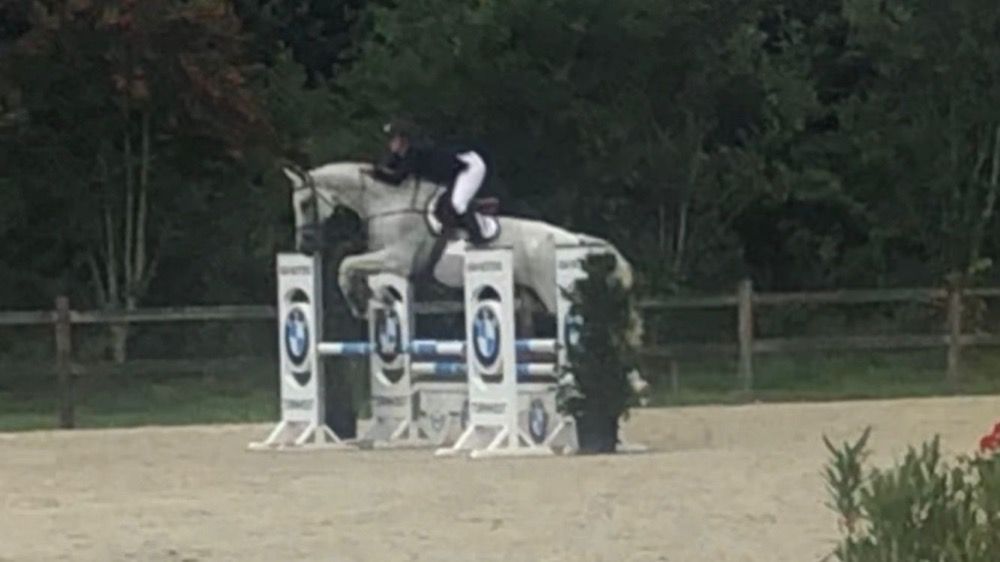 KWPN allrounder Ruin 15 jaar Schimmel te koop - Foto 4
