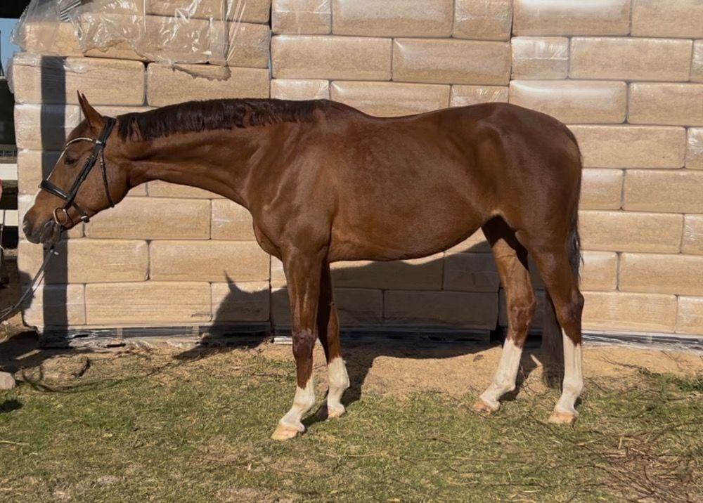 Oldenburg fokmerrie Merrie 12 years old Vos for sale - Photo 5