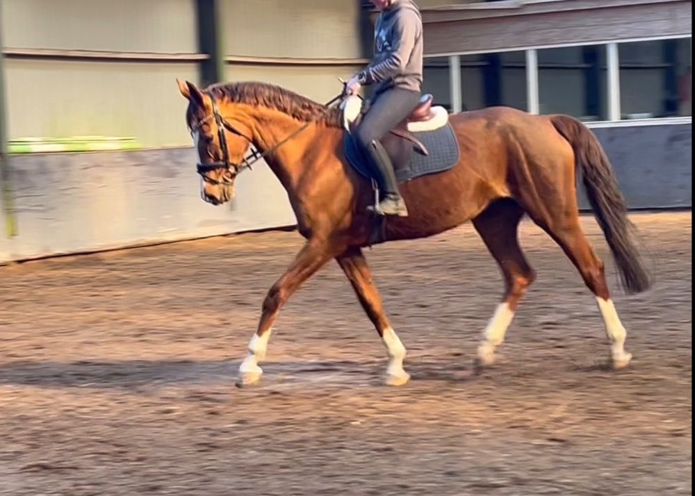 Oldenburg fokmerrie Merrie 12 years old Vos for sale - Photo 6