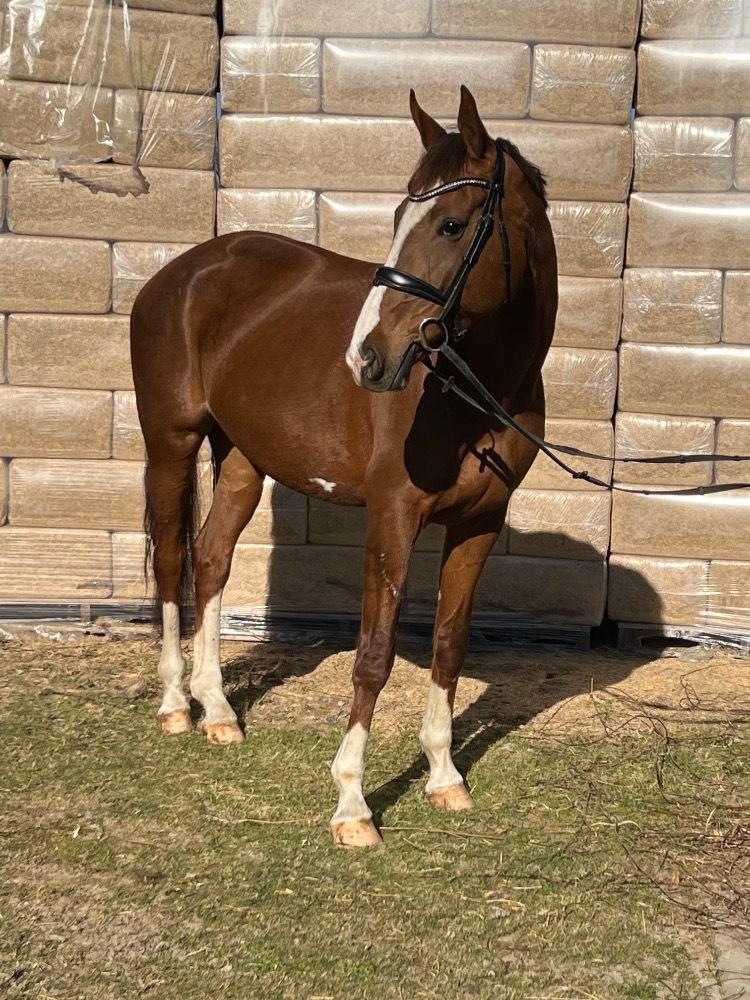 Oldenburg fokmerrie Merrie 12 years old Vos for sale - Photo 4