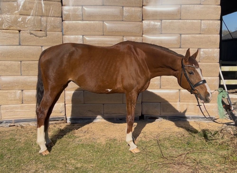 Oldenburg fokmerrie Merrie 12 years old Vos for sale - Photo 2