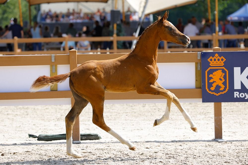 Oldenburg fokmerrie Merrie 12 years old Vos for sale - Photo 3