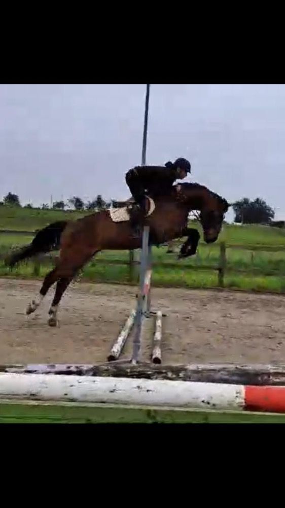 BWP springpaard Ruin Bruin te koop - Hoofdfoto