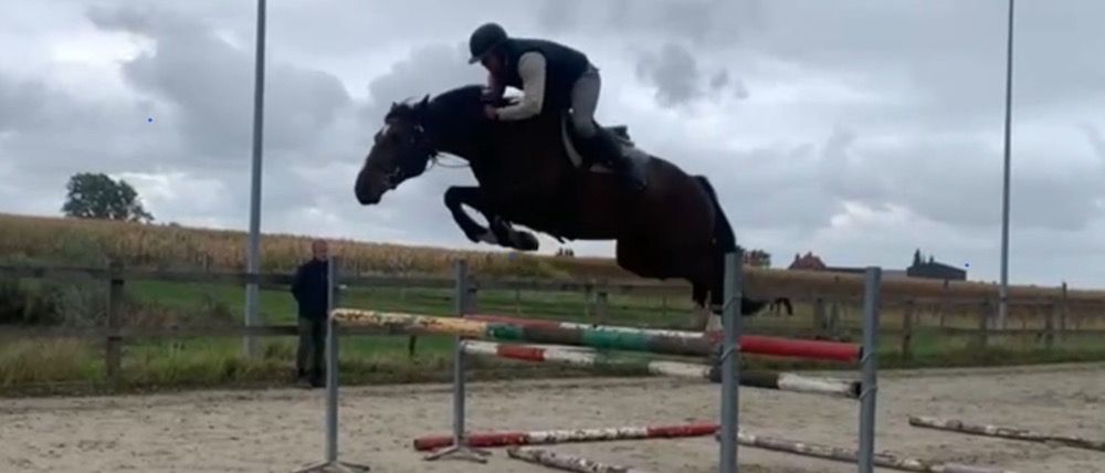 BWP springpaard Ruin Bruin te koop - Foto 2