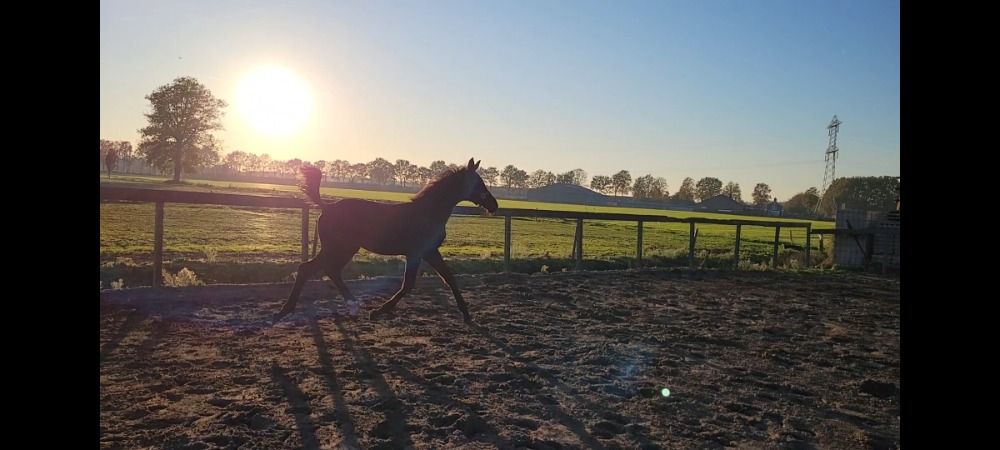 KWPN dressuurpaard Hengst Zwart te koop - Foto 3