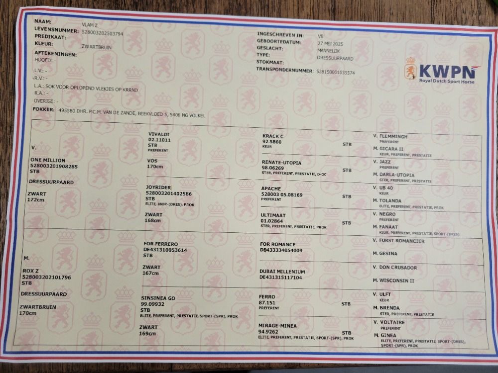 KWPN dressuurpaard Hengst Zwart te koop - Foto 5