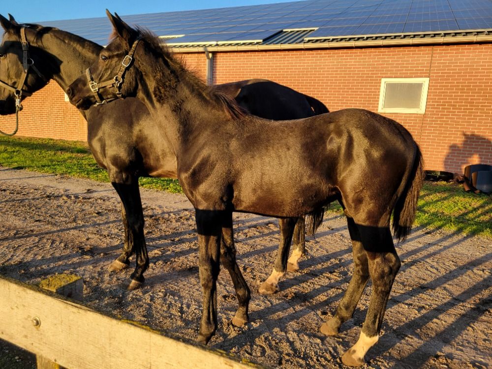 KWPN dressuurpaard Hengst Zwart te koop - Foto 6