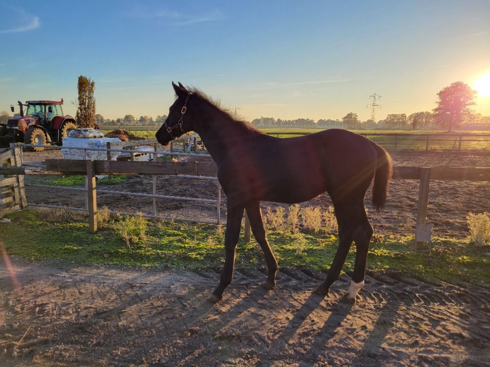 KWPN dressuurpaard Hengst Zwart te koop - Foto 4
