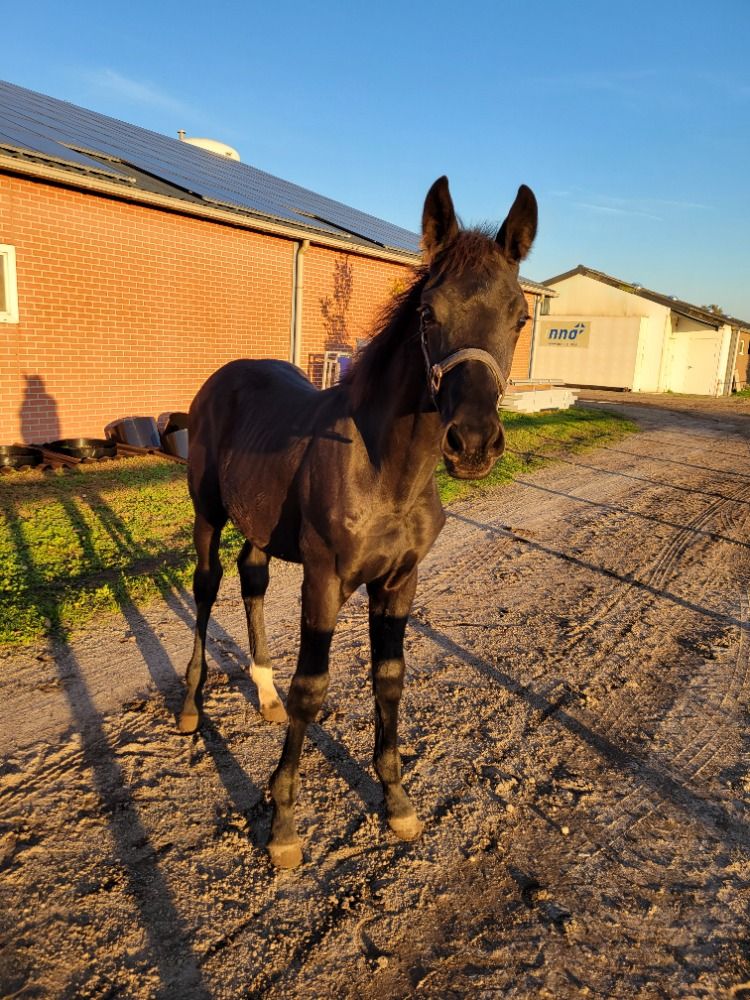 KWPN dressuurpaard Hengst Zwart te koop - Foto 2