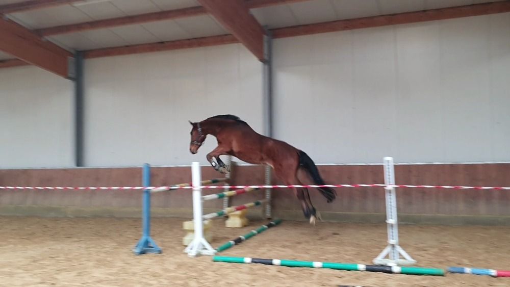 Talentvolle Poker de Mariposa