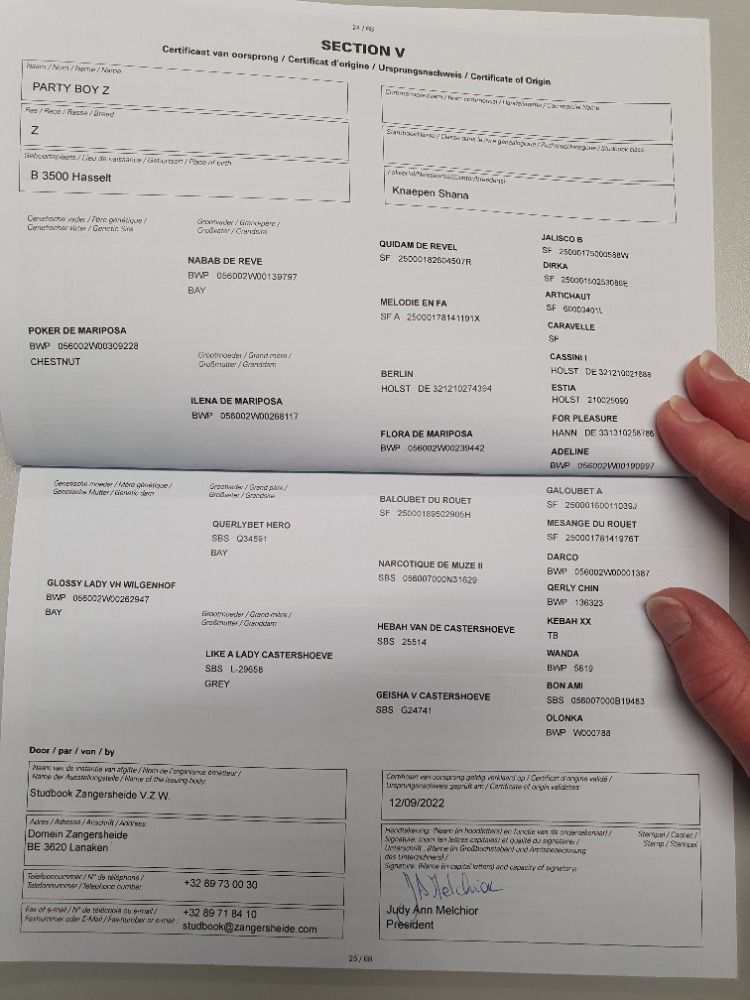 Zangersheide springpaard Ruin 3 jaar Bruin te koop - Foto 3