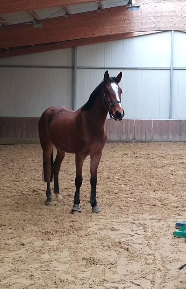 Zangersheide springpaard Ruin 3 jaar Bruin te koop - Foto 2