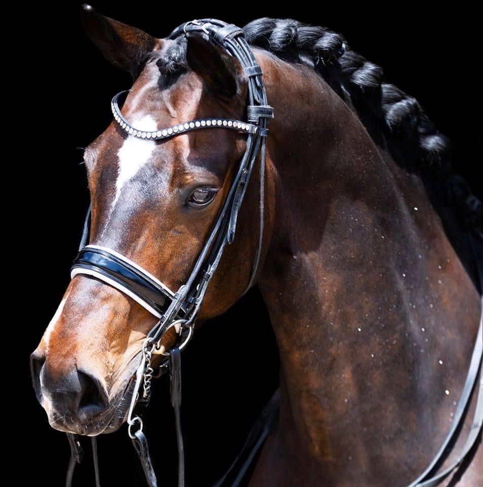 KWPN dressuurpaard Ruin 13 jaar Bruin te koop - Hoofdfoto