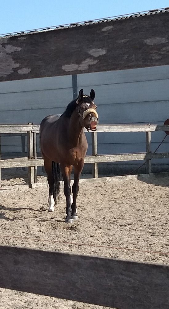 KWPN dressuurpaard Ruin 13 jaar Bruin te koop - Foto 3