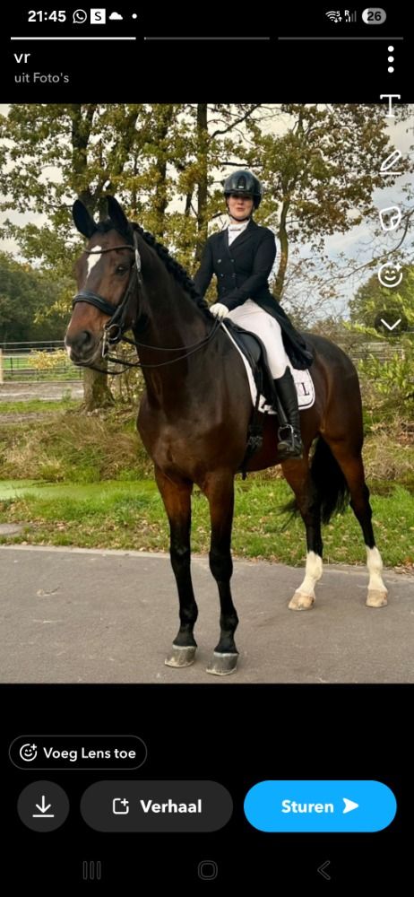 KWPN dressuurpaard Ruin 13 jaar Bruin te koop - Foto 4