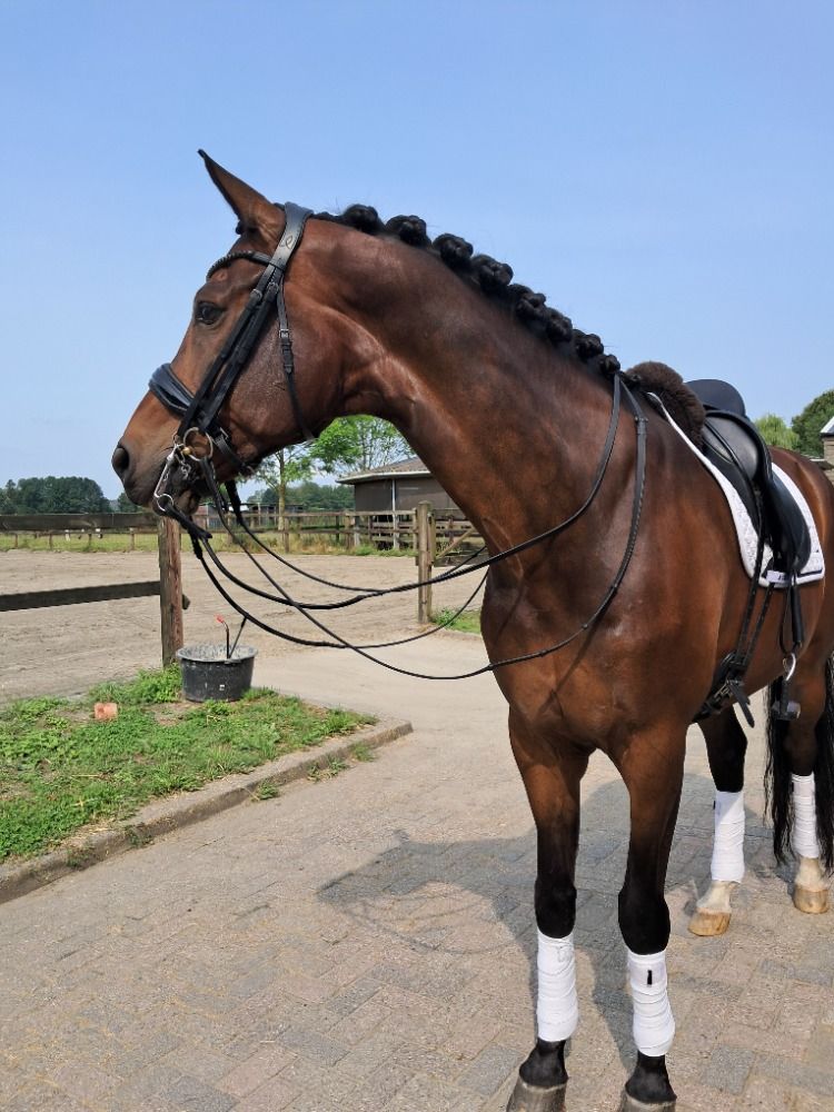 KWPN dressuurpaard Ruin 13 jaar Bruin te koop - Foto 2