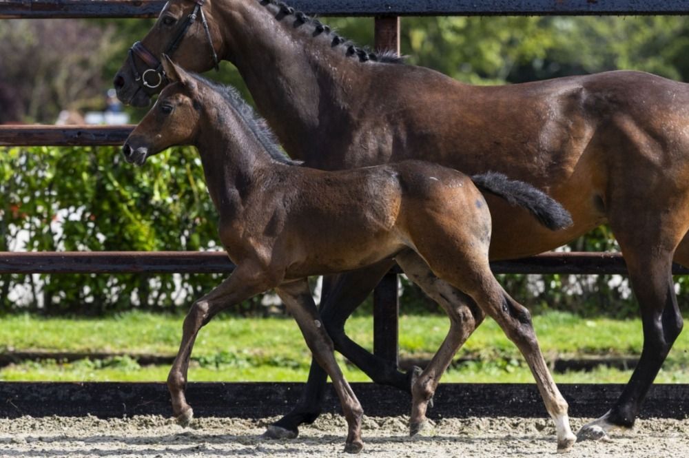 Zangersheide springpaard Merrie 1 år schimmel till salu - Foto 6