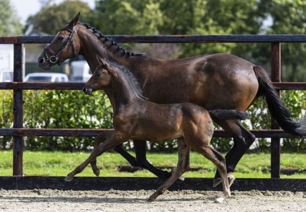 Zangersheide springpaard Merrie 1 år schimmel till salu - Foto 5