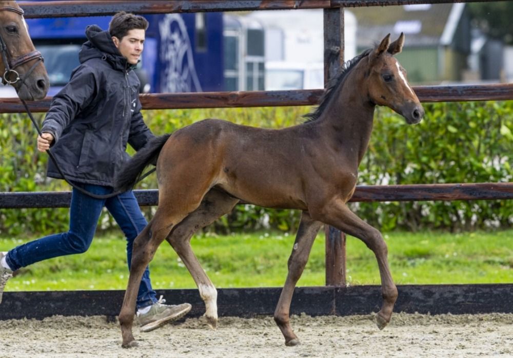 Zangersheide springpaard Merrie 1 år schimmel till salu - Foto 4
