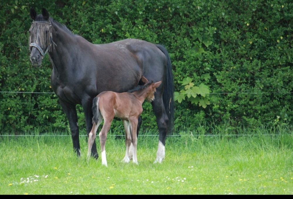 Zangersheide springpaard Hengst Bruin te koop - Foto 5