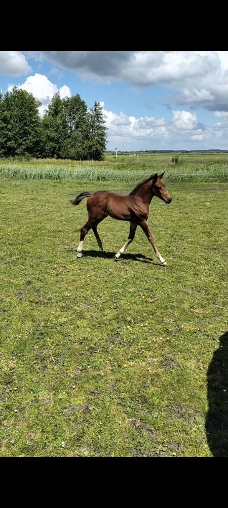 Zangersheide springpaard Hengst Bruin te koop - Foto 3