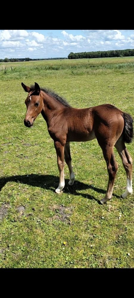 Zangersheide springpaard Hengst Bruin te koop - Foto 4