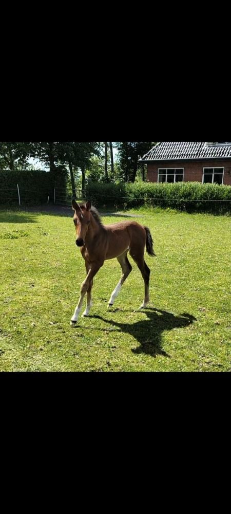 Zangersheide springpaard Hengst Bruin te koop - Hoofdfoto