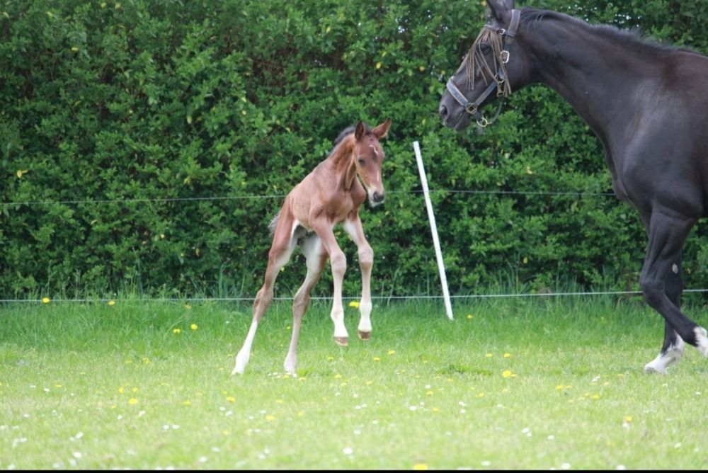 Zangersheide springpaard Hengst Bruin te koop - Foto 2