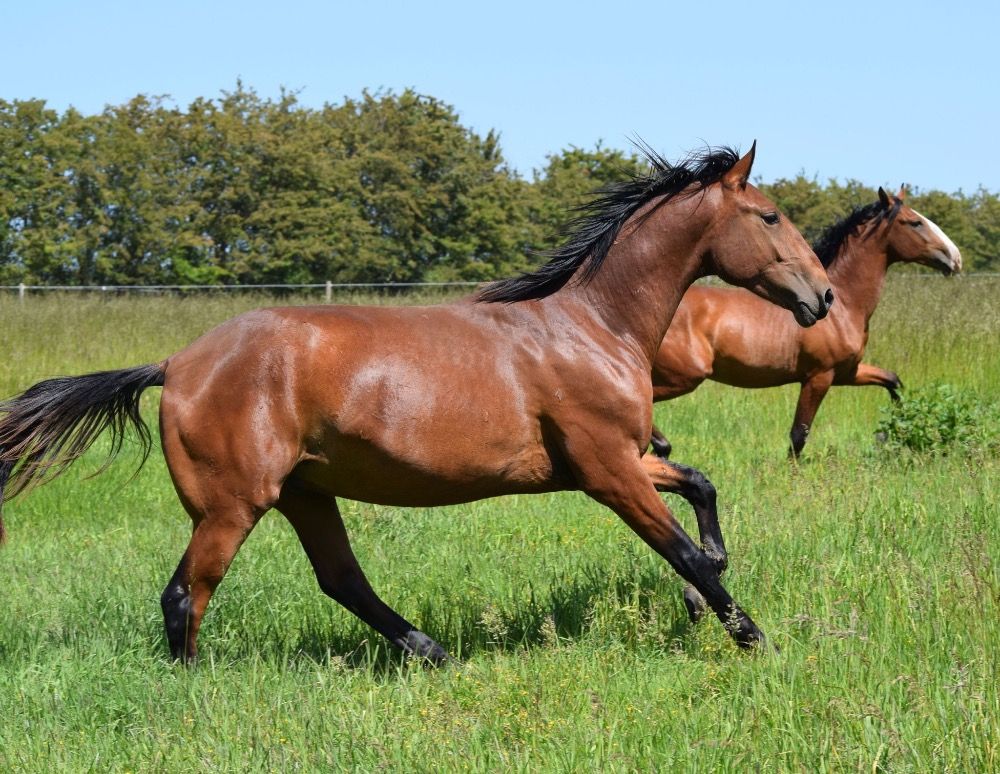 Ander stamboek dressuurpaard Ruin 4 jaar Kastanje te koop - Foto 5