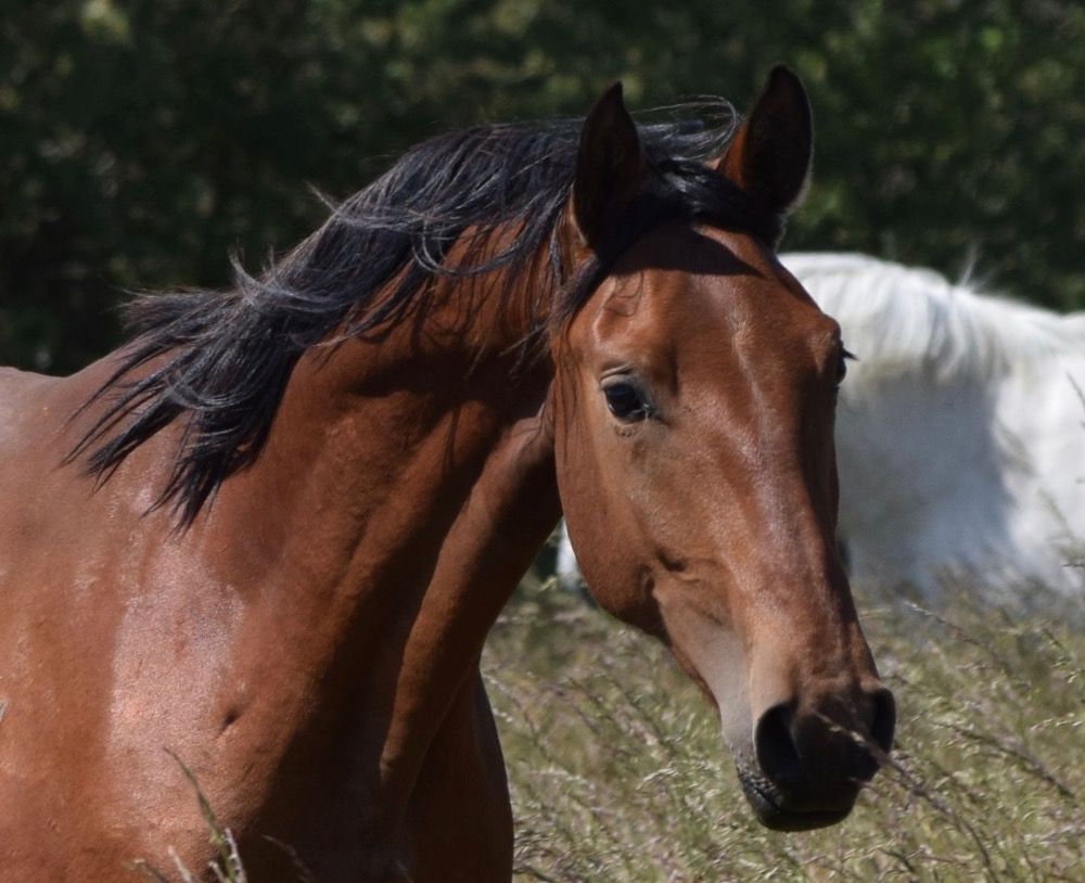 Ander stamboek dressuurpaard Ruin 4 jaar Kastanje te koop - Hoofdfoto