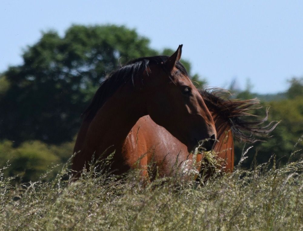 Ander stamboek dressuurpaard Ruin 4 jaar Kastanje te koop - Foto 2