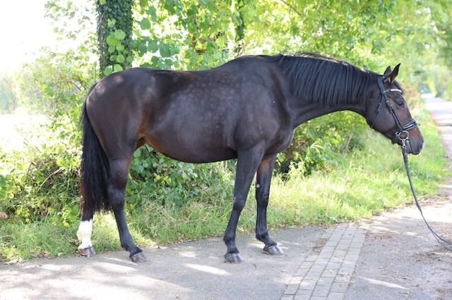 KWPN fokmerrie Merrie 9 jaar Donkerbruin te koop - Foto 2