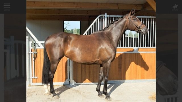 KWPN fokmerrie Merrie 9 jaar Donkerbruin te koop - Foto 3