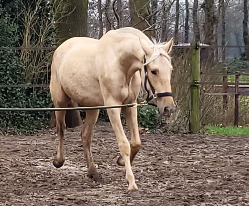 PRE allrounder Merrie 2 jaar Palomino te koop - Foto 2