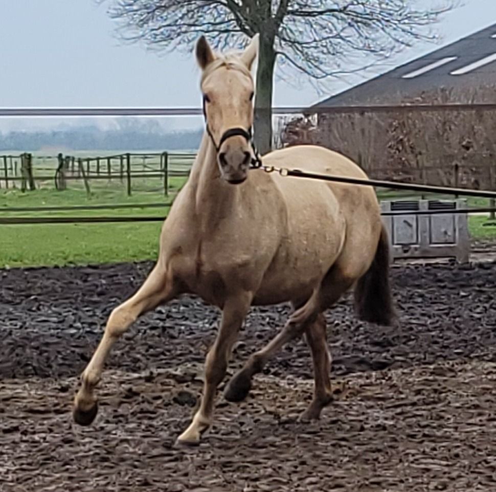 PRE allrounder Merrie 2 jaar Palomino te koop - Foto 5