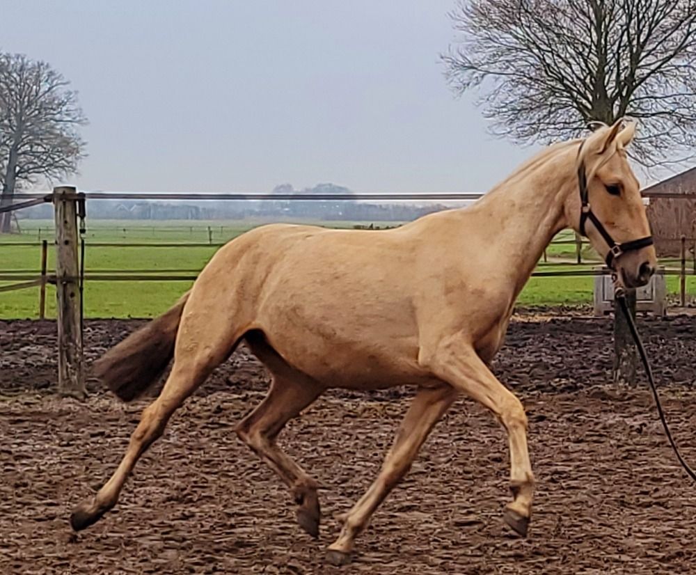 PRE allrounder Merrie 2 jaar Palomino te koop - Foto 3