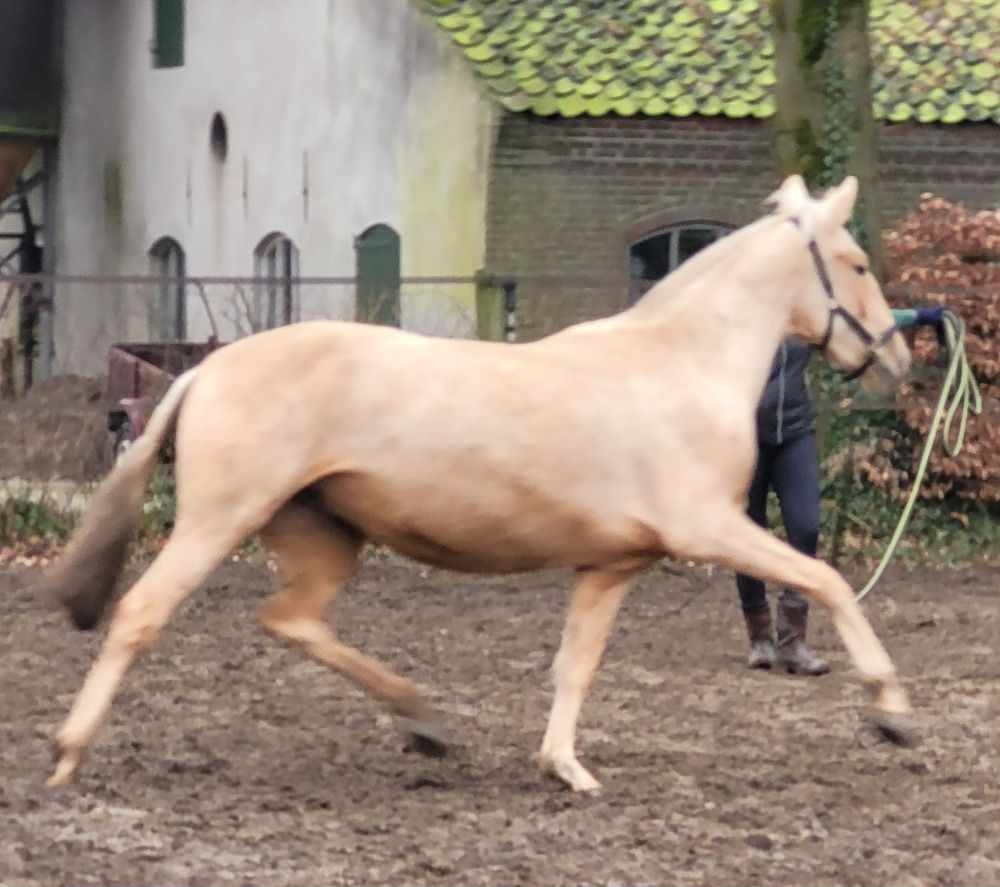 PRE allrounder Merrie 2 jaar Palomino te koop - Foto 4