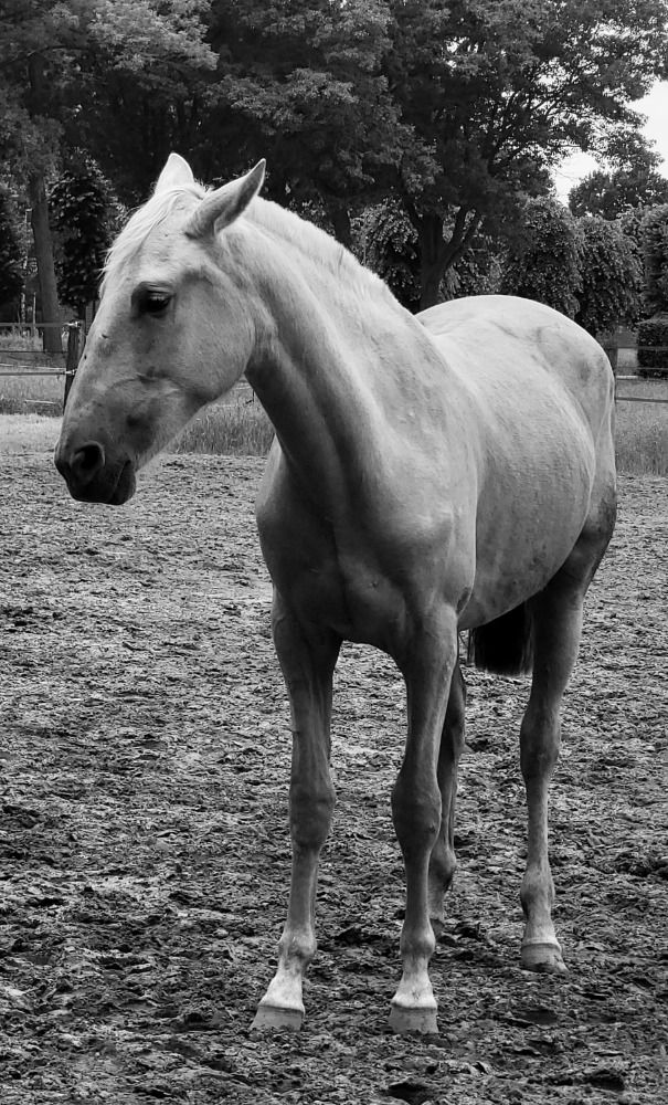 PRE allrounder Merrie 2 jaar Palomino te koop - Foto 6