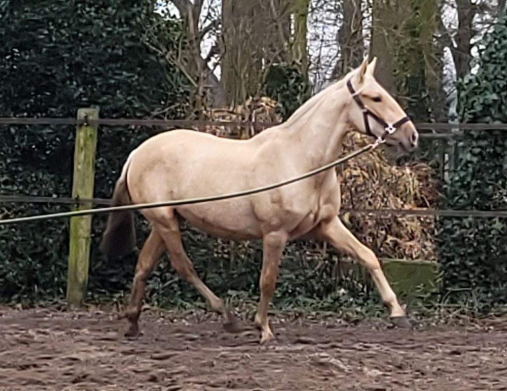 PRE MERRIE PALOMINO EXCELLENTE BLOEDLIJN