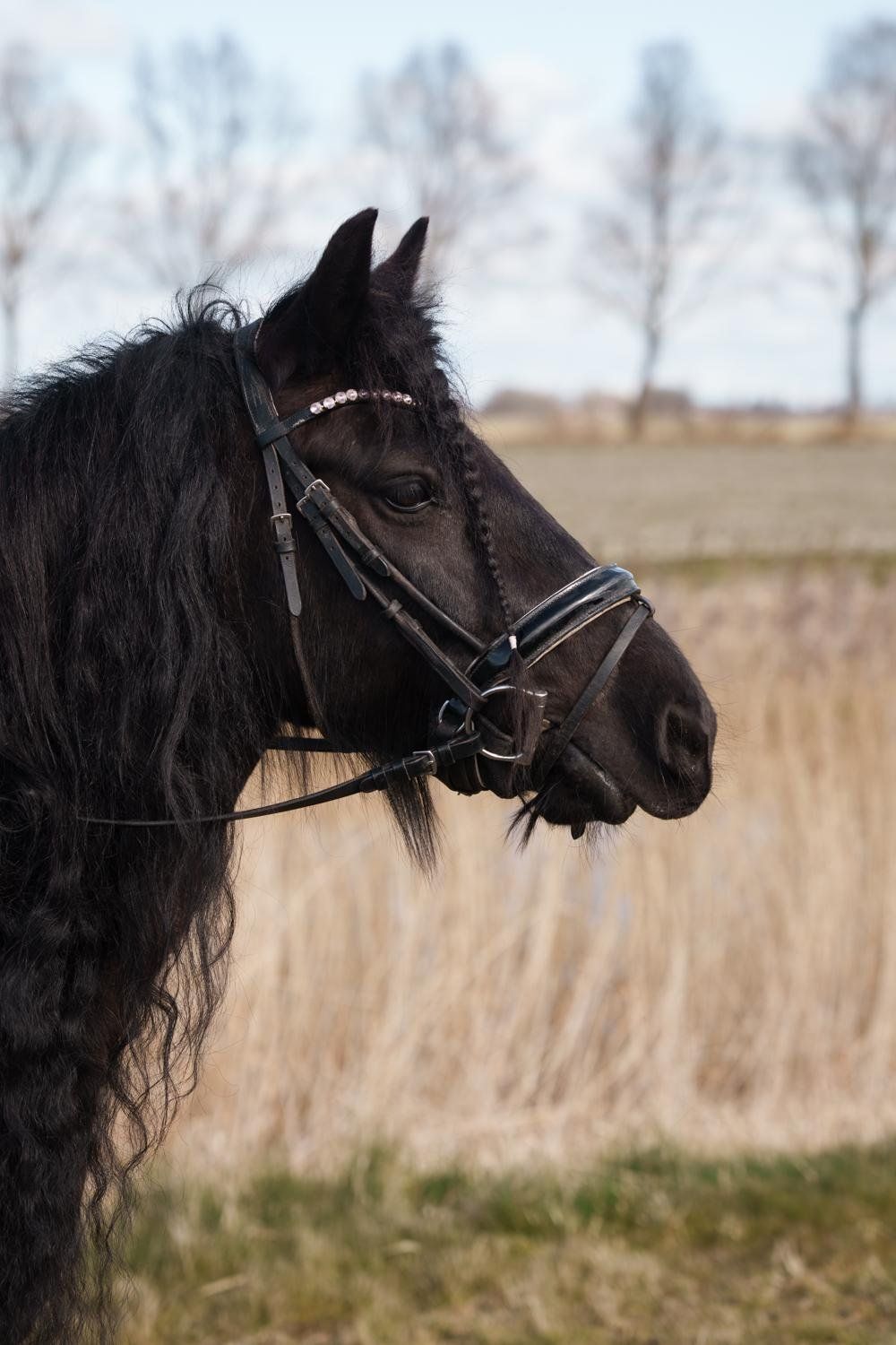 ander dressuurpony merrie 14 jaar zwart te koop - Foto 4