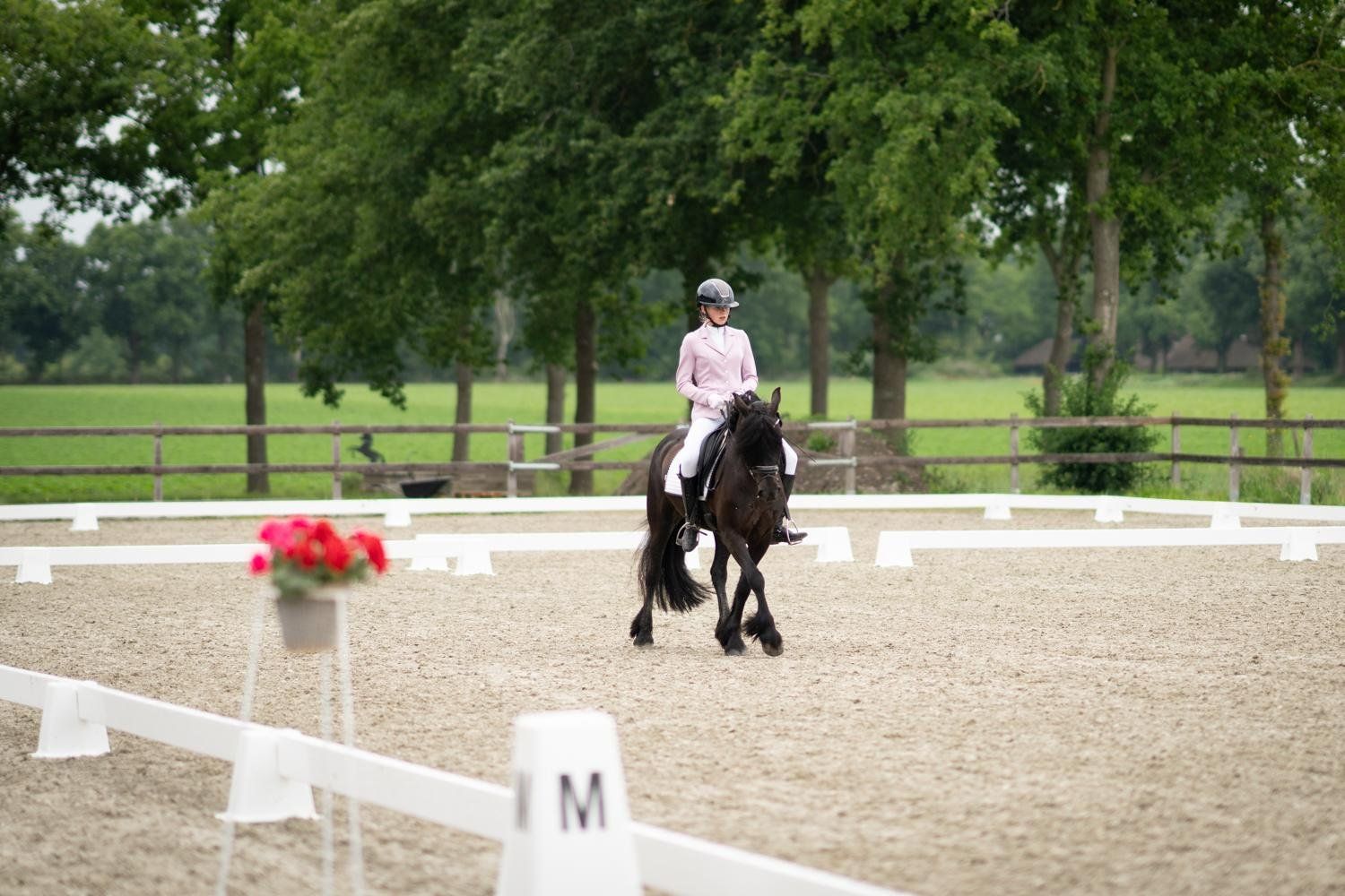 ander dressuurpony merrie 14 jaar zwart te koop - Foto 2