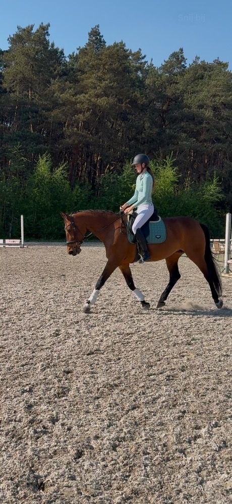 Lieve dressuur/bosmerrie Indinia