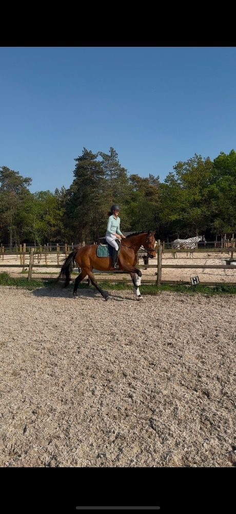 KWPN dressuurpaard Merrie 13 jaar Bruin te koop - Foto 5