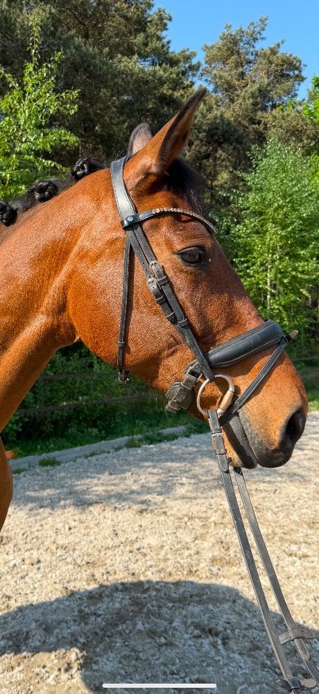 KWPN dressuurpaard Merrie 13 jaar Bruin te koop - Foto 2