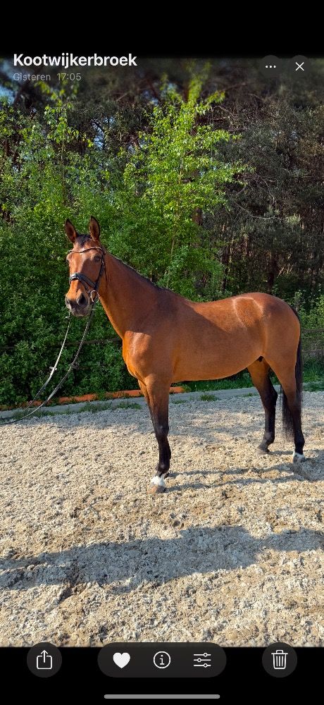 KWPN dressuurpaard Merrie 13 jaar Bruin te koop - Foto 3